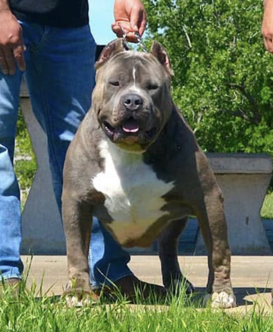 Dog Featured Image