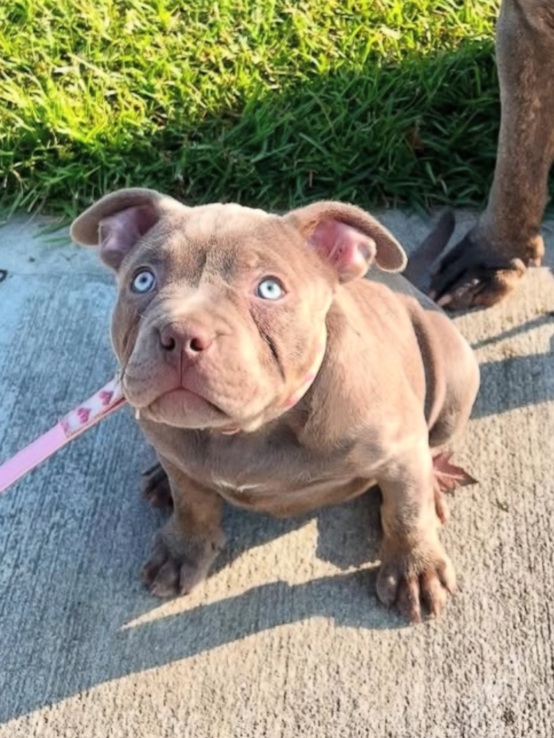 Dog Featured Image