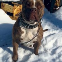 OSB’SZelda