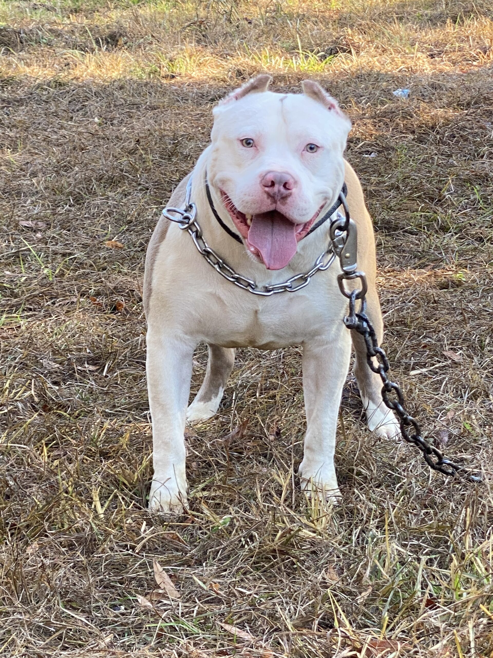 Dog Featured Image