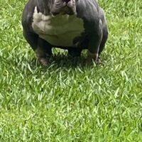 MONSTERLINEBULLIES ZAZA