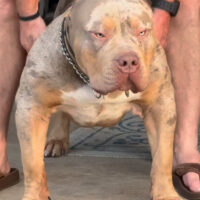 Kodiak Bullies Hercules