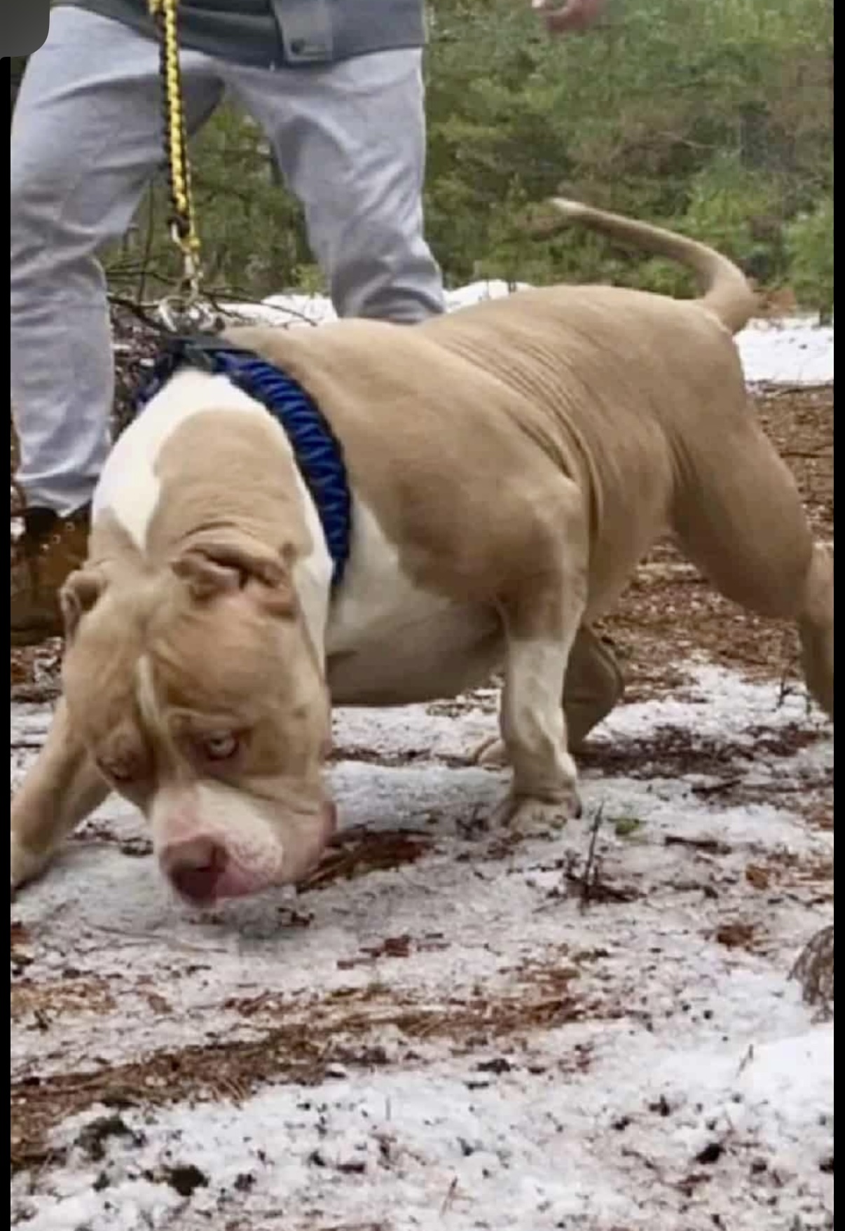 Dog Featured Image