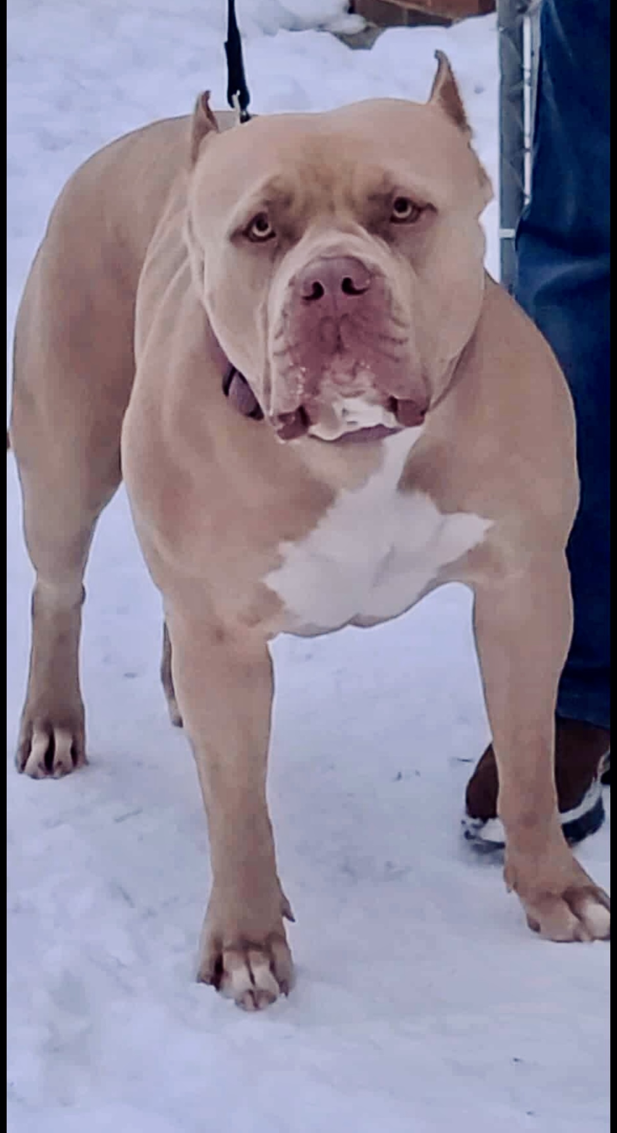 Dog Featured Image