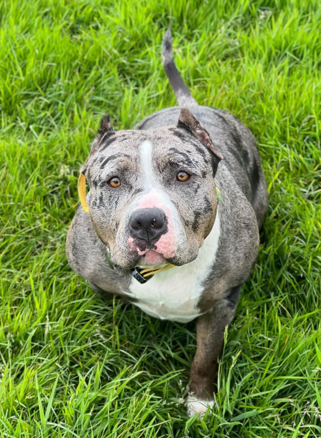 Dog Featured Image