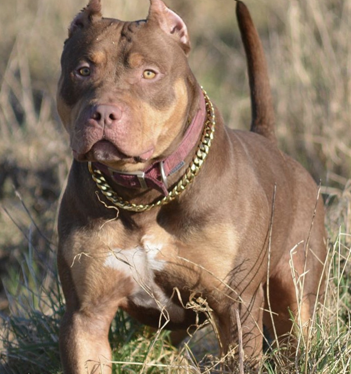 Dog Featured Image
