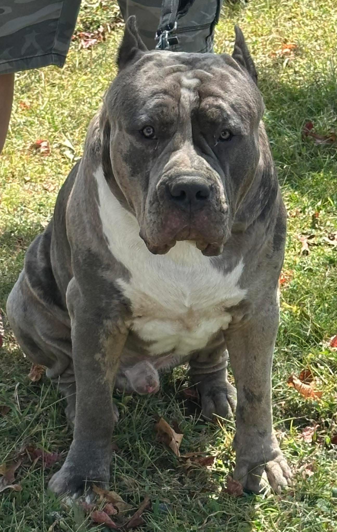 Dog Featured Image