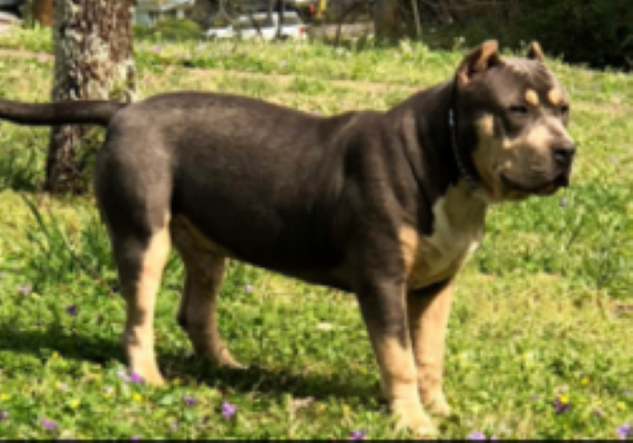 Dog Featured Image
