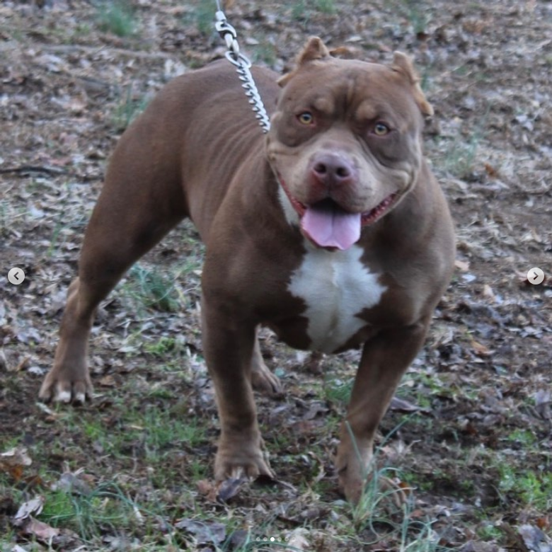 Dog Featured Image
