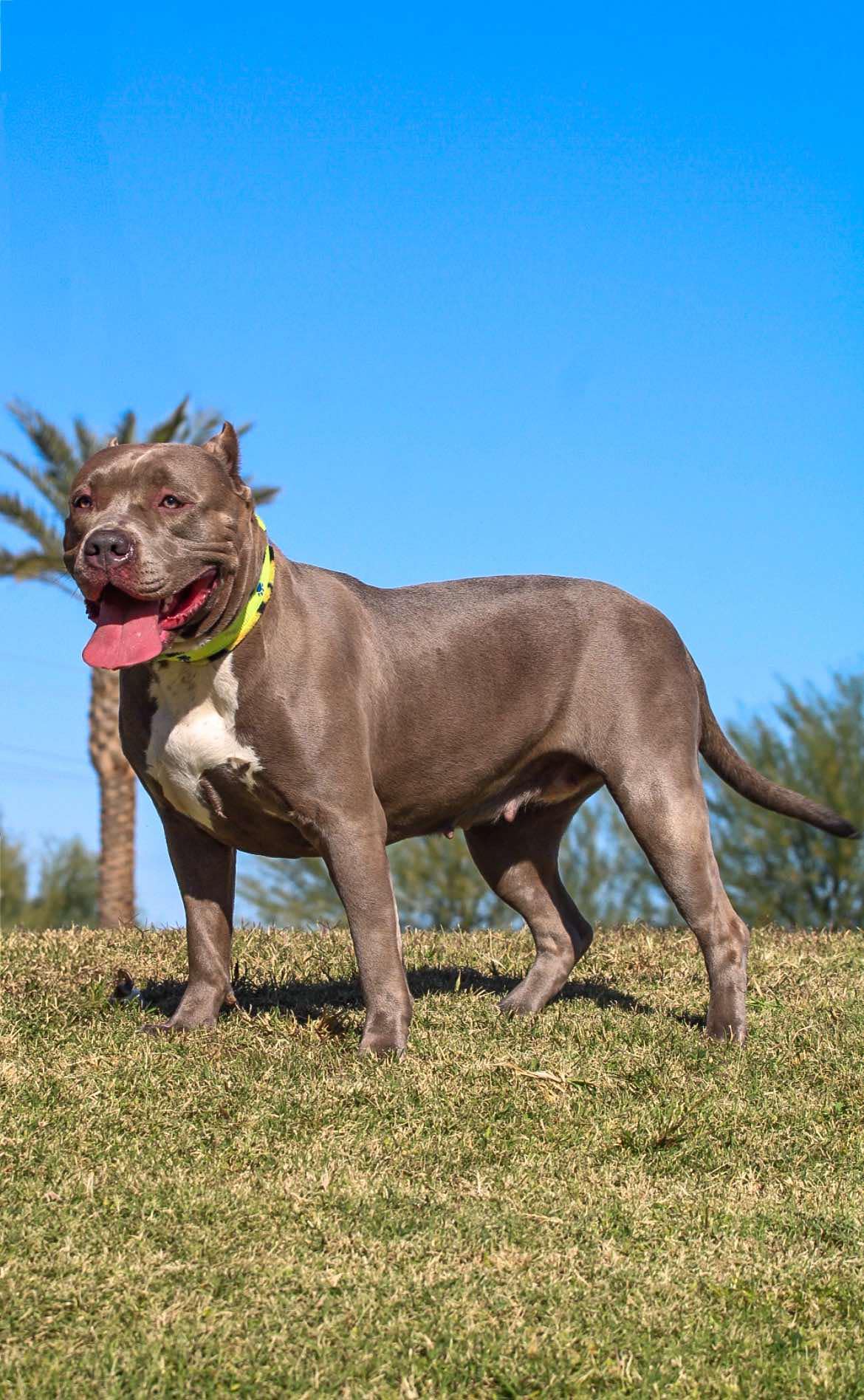 Dog Featured Image