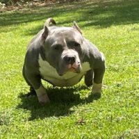 MONSTERLINEPITS ZAZA