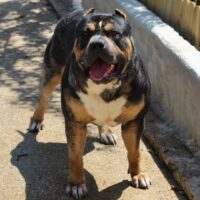 Dog Featured Image