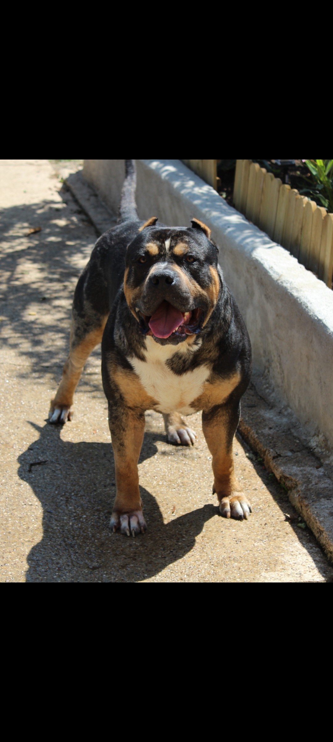 Dog Featured Image