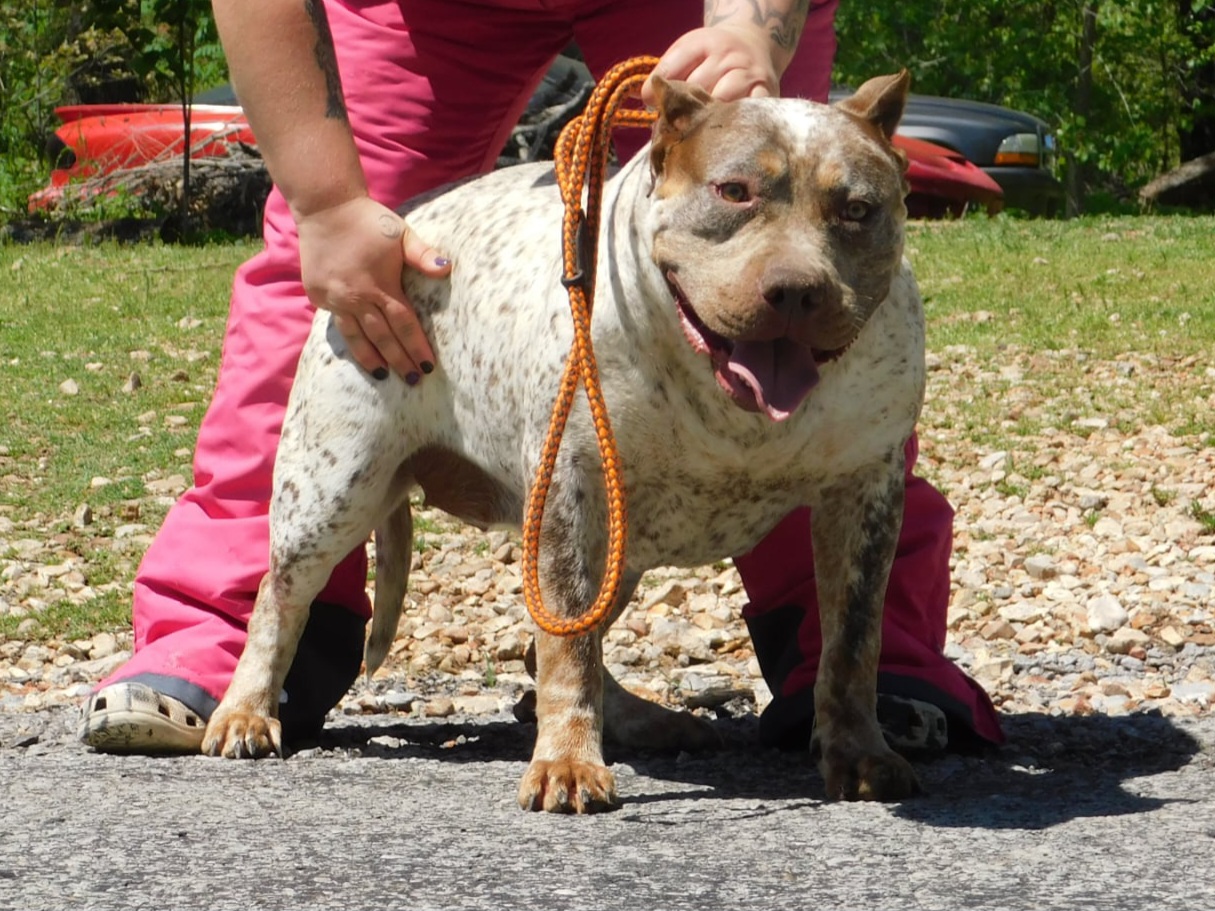 Dog Featured Image