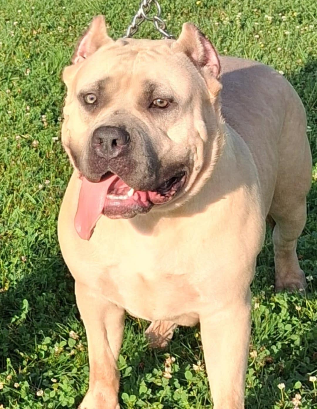 Dog Featured Image