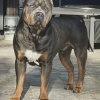 Dog Featured Image