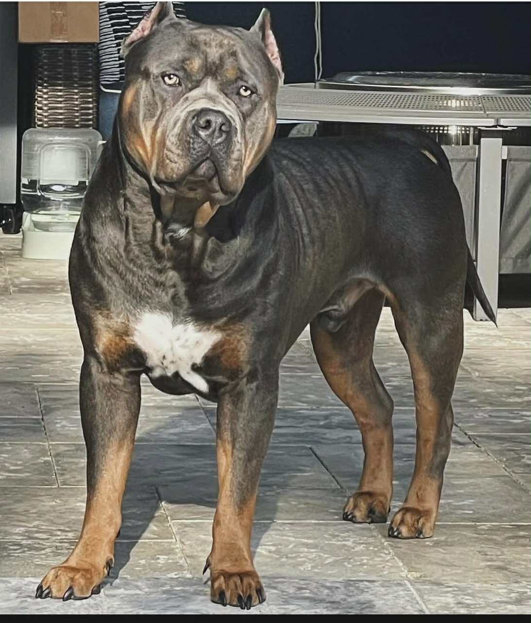 Dog Featured Image