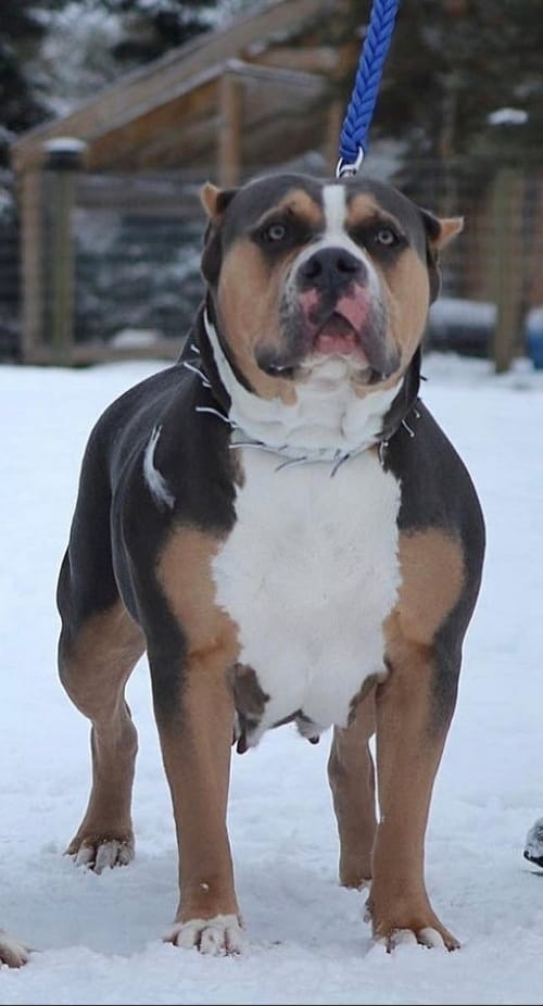 Dog Featured Image