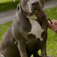 Redneck Bully’s Rad Roxy
