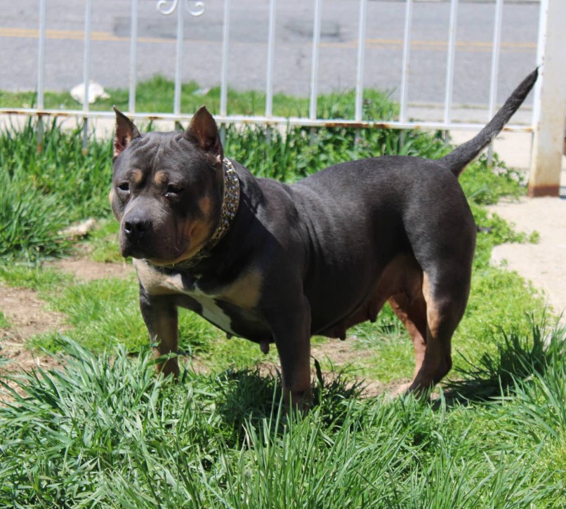 Dog Featured Image
