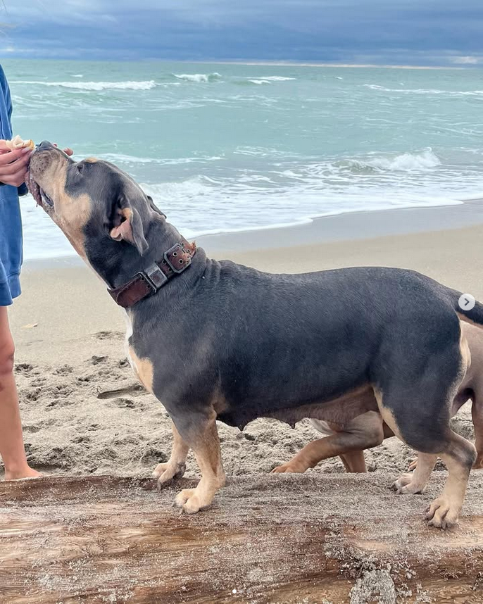 Dog Featured Image
