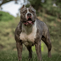 Castakingo mackbulit bullys Zara