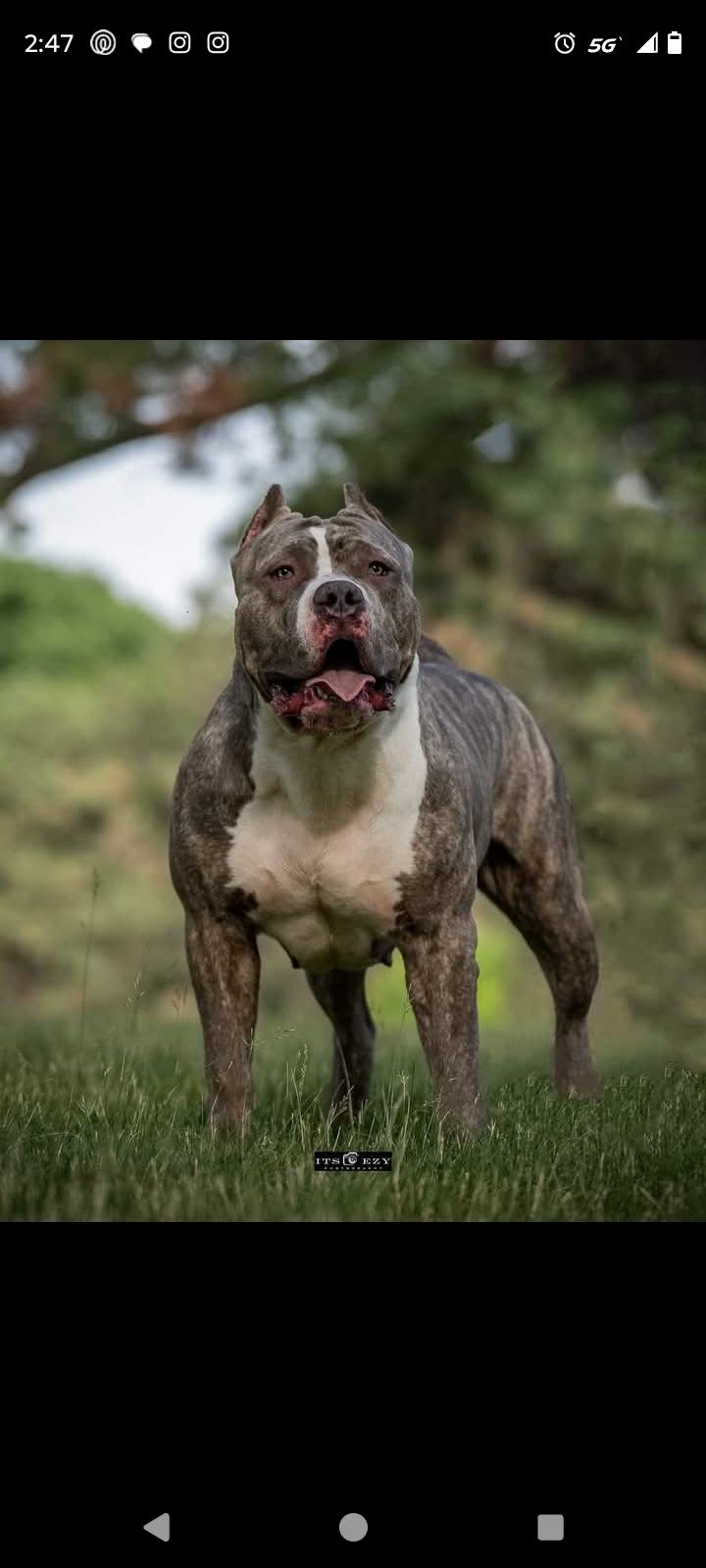 Dog Featured Image