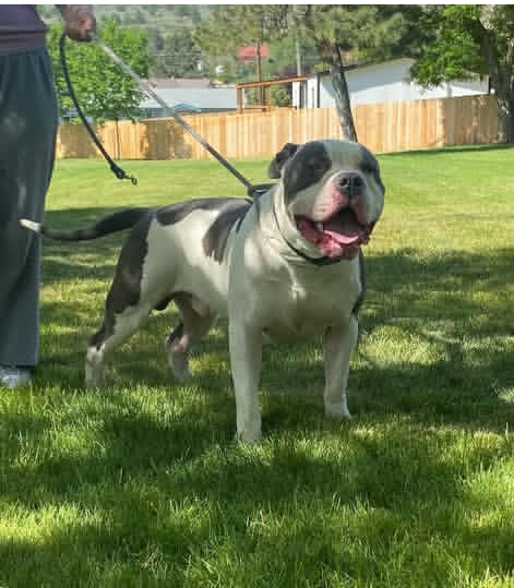 Dog Featured Image