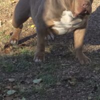 Bigg Zeke