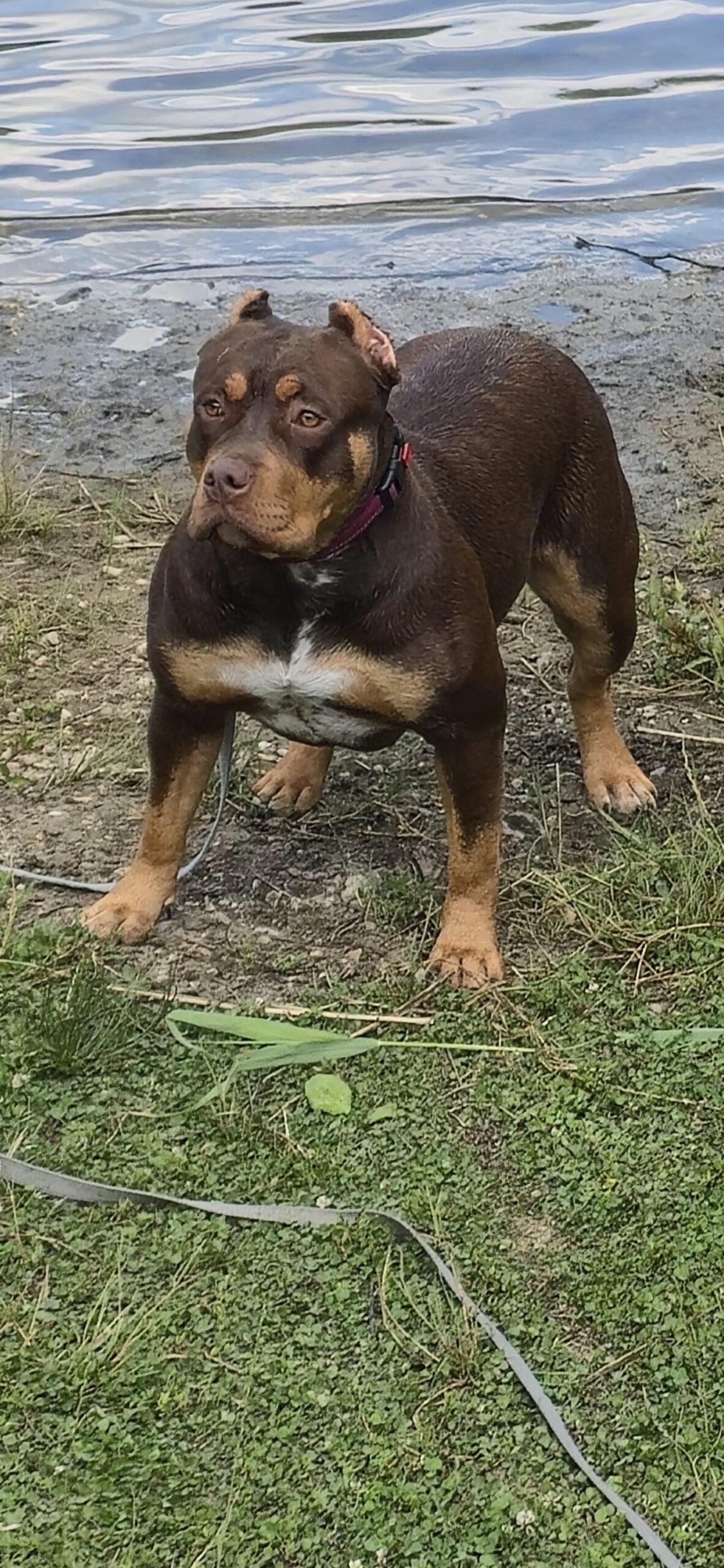 Dog Featured Image