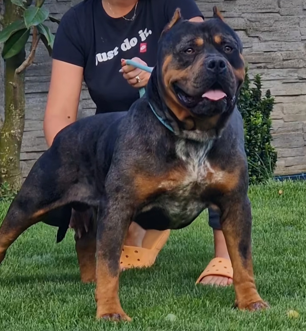 Dog Featured Image