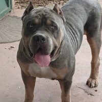 SSXtreme Bullies Joker
