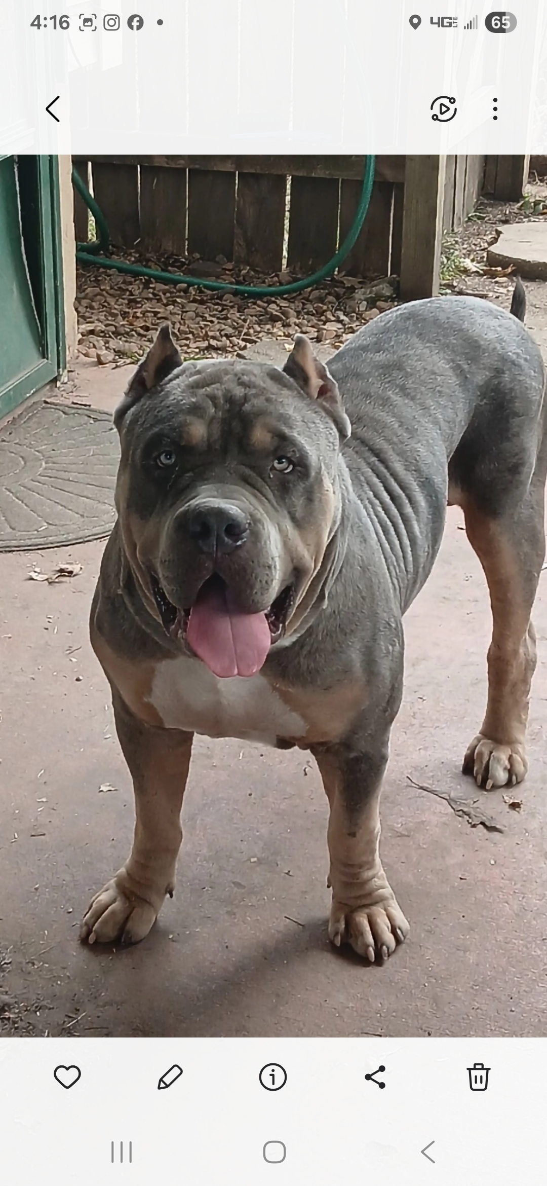 Dog Featured Image