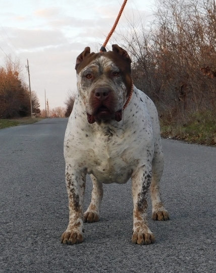 Dog Featured Image