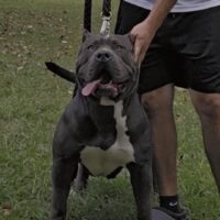 Dog Featured Image
