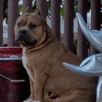 Dog Featured Image