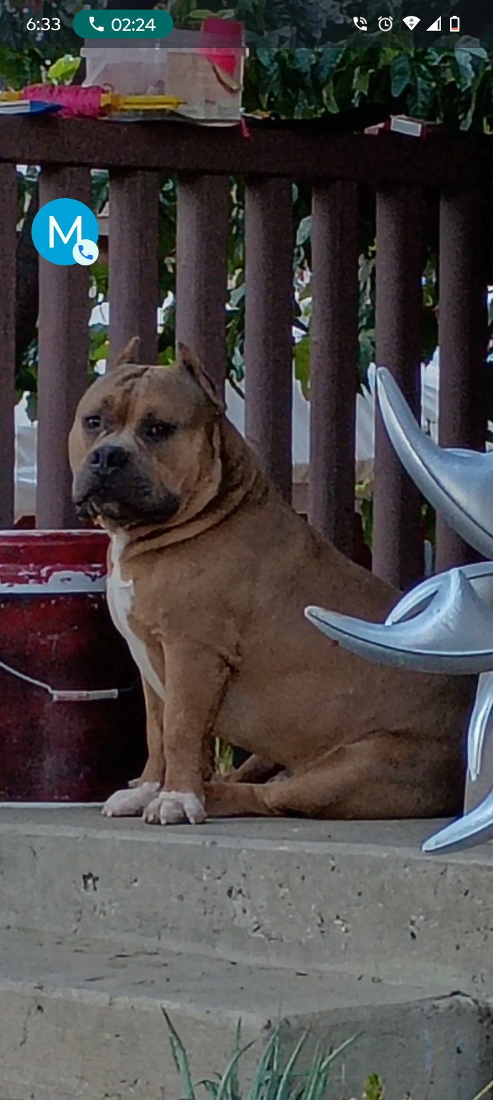 Dog Featured Image