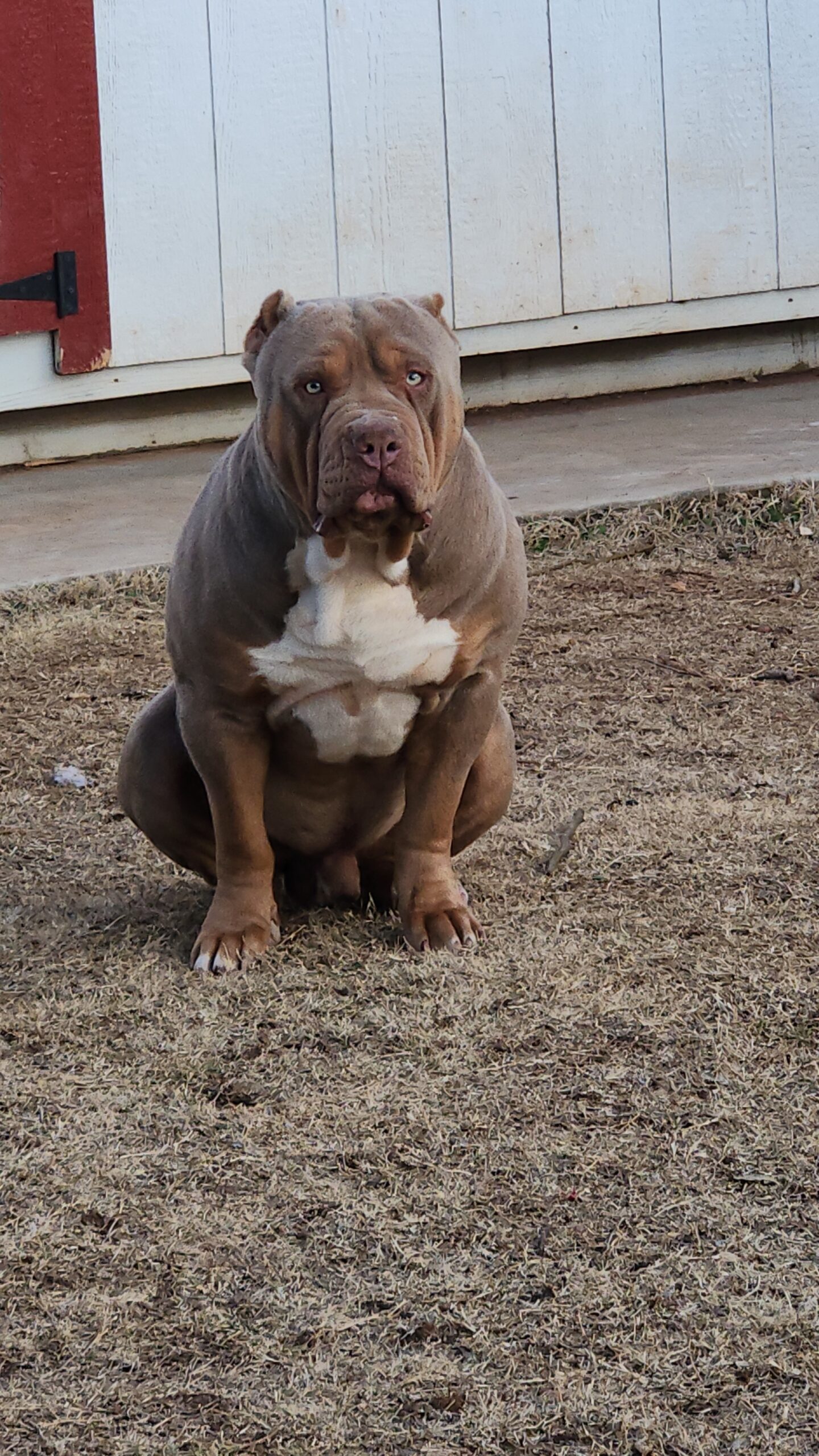 Dog Featured Image