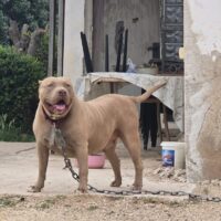 NALA BULLY XL