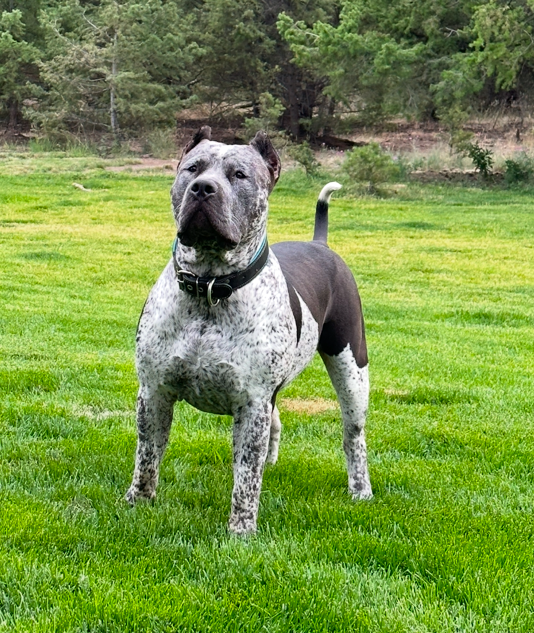 Dog Featured Image