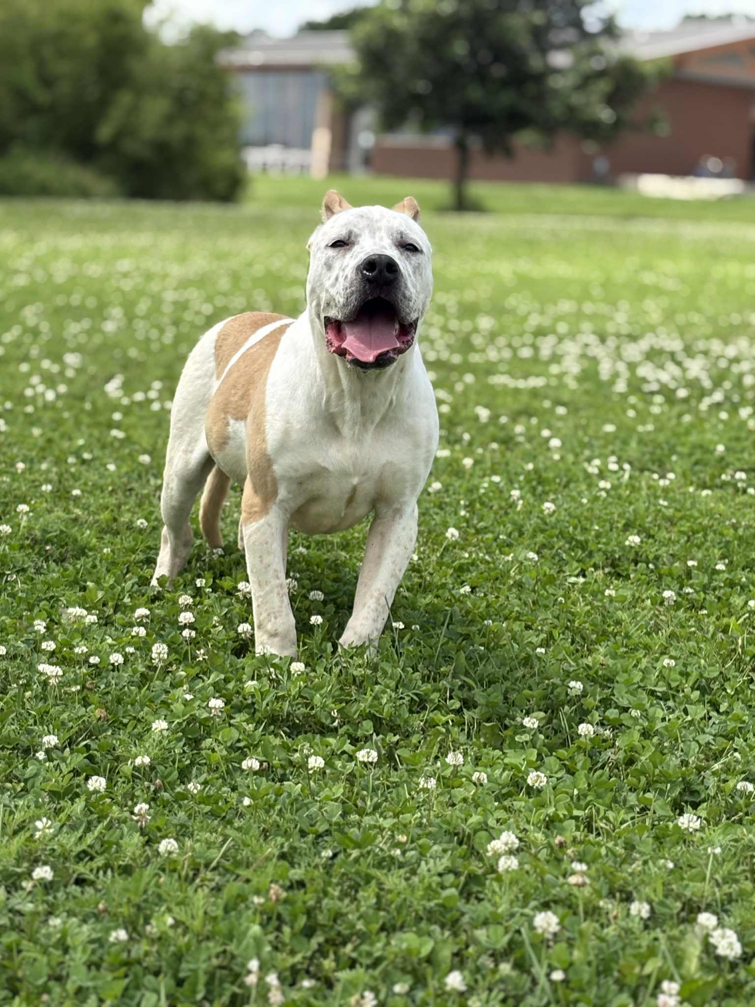 Dog Featured Image