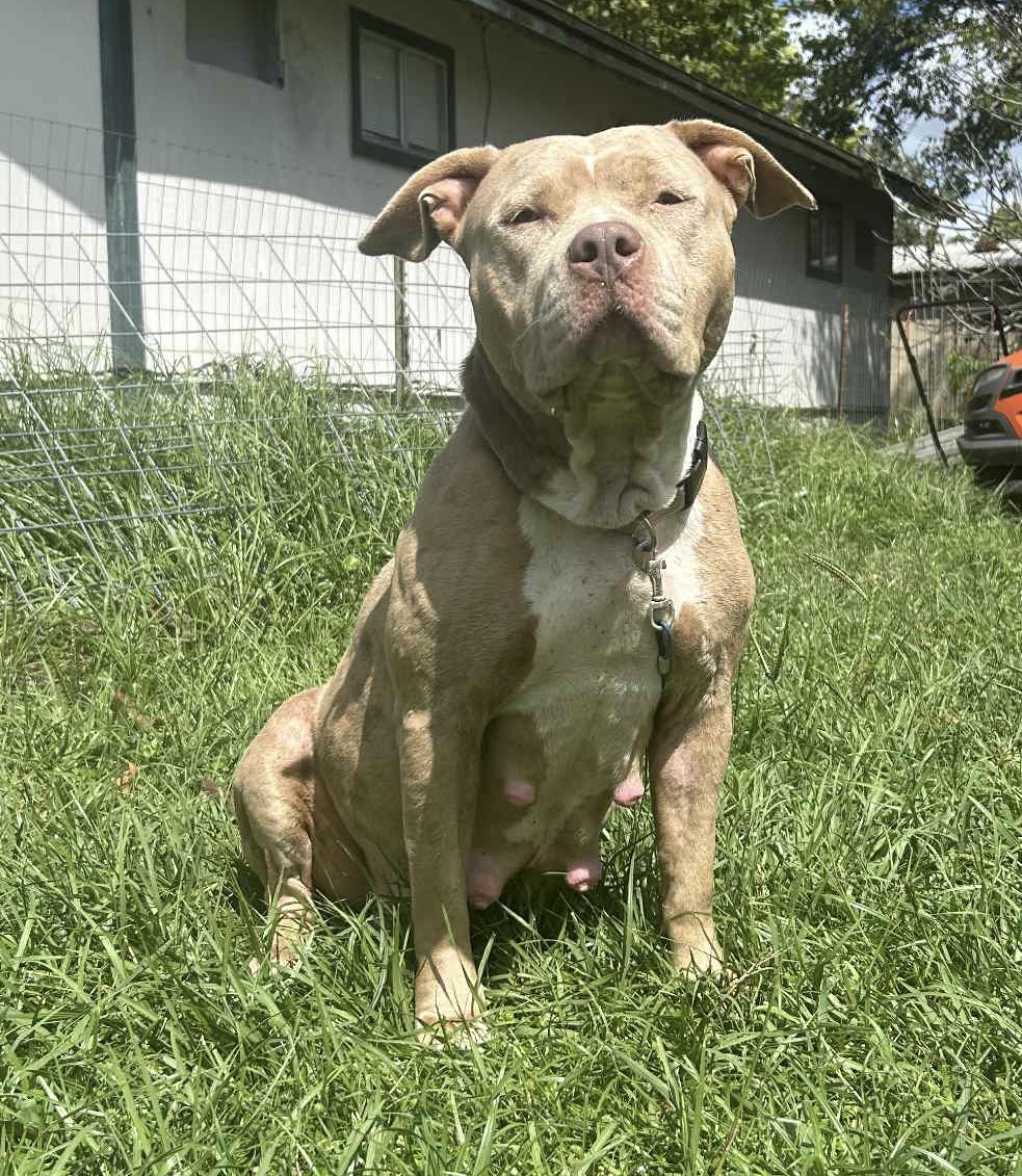 Dog Featured Image