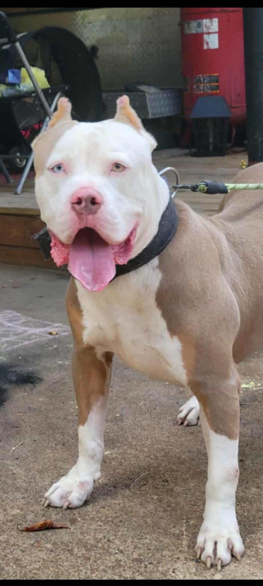 Dog Featured Image