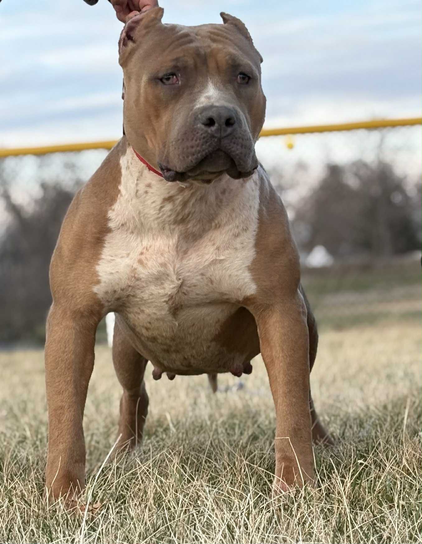 Dog Featured Image