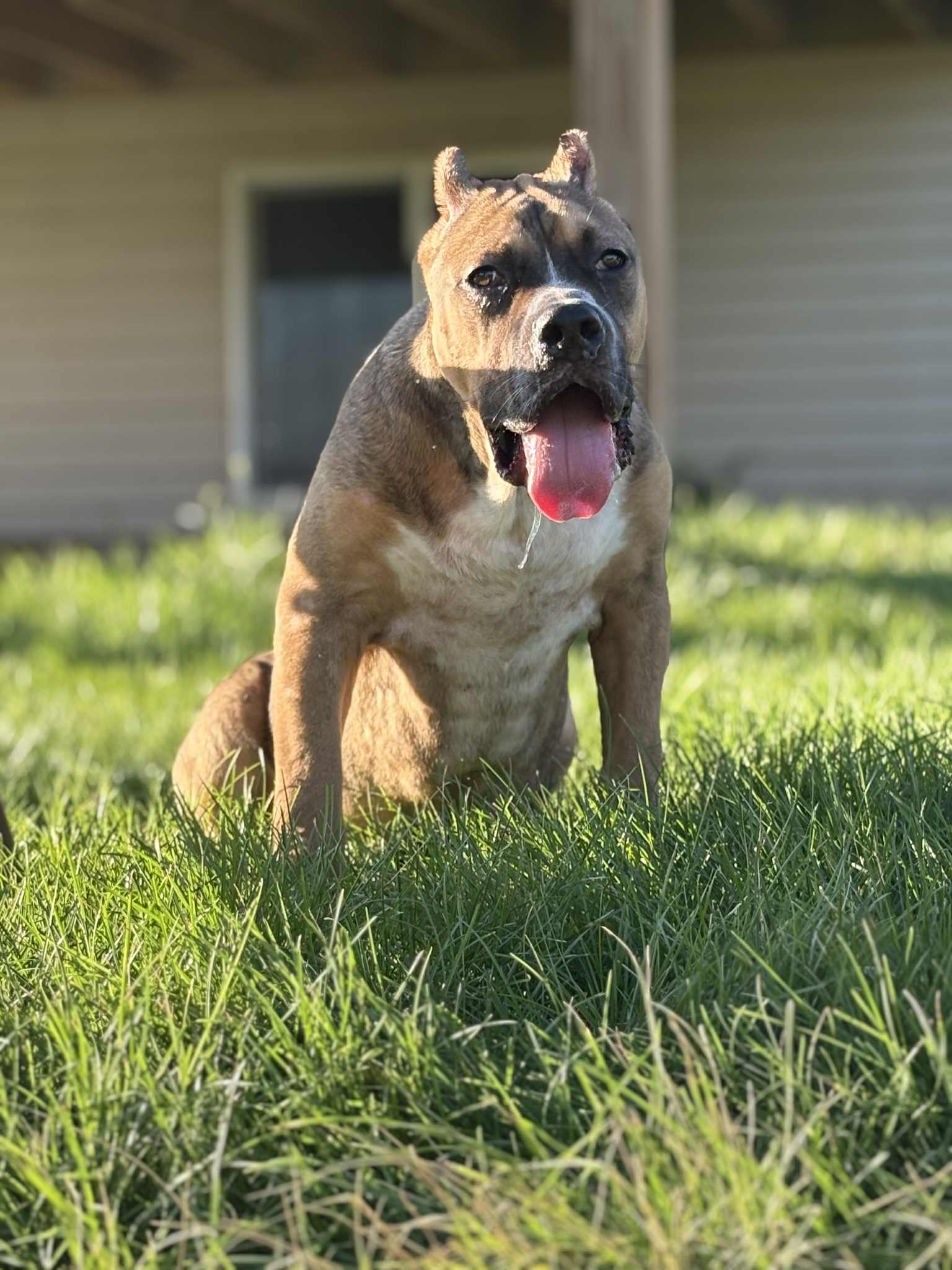 Dog Featured Image