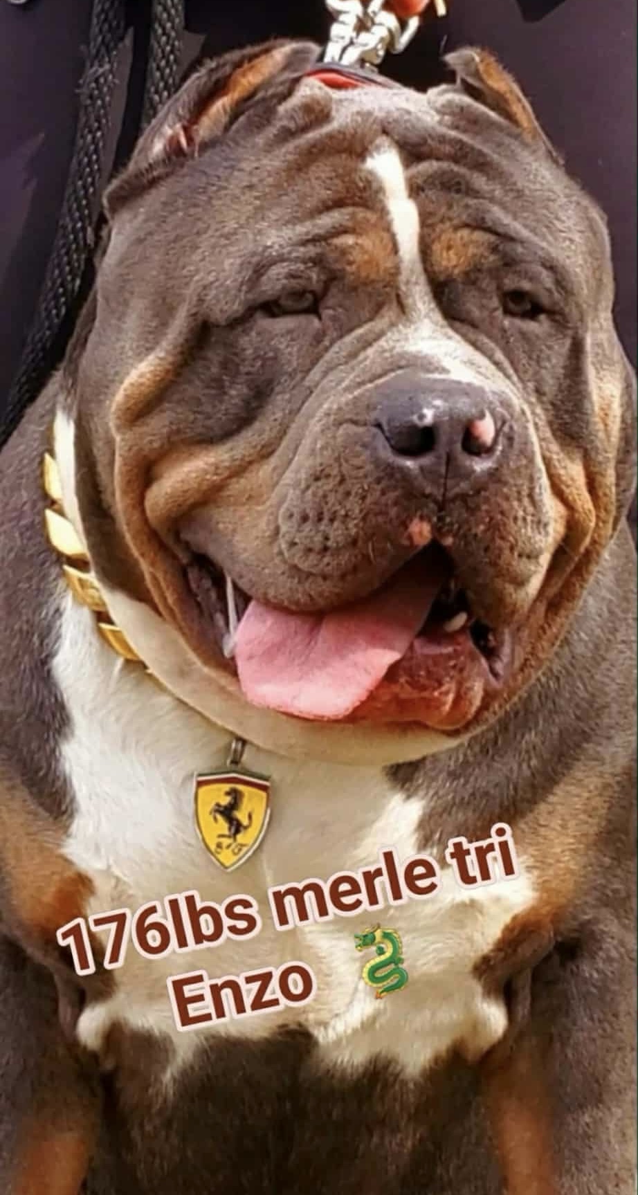 Dog Featured Image