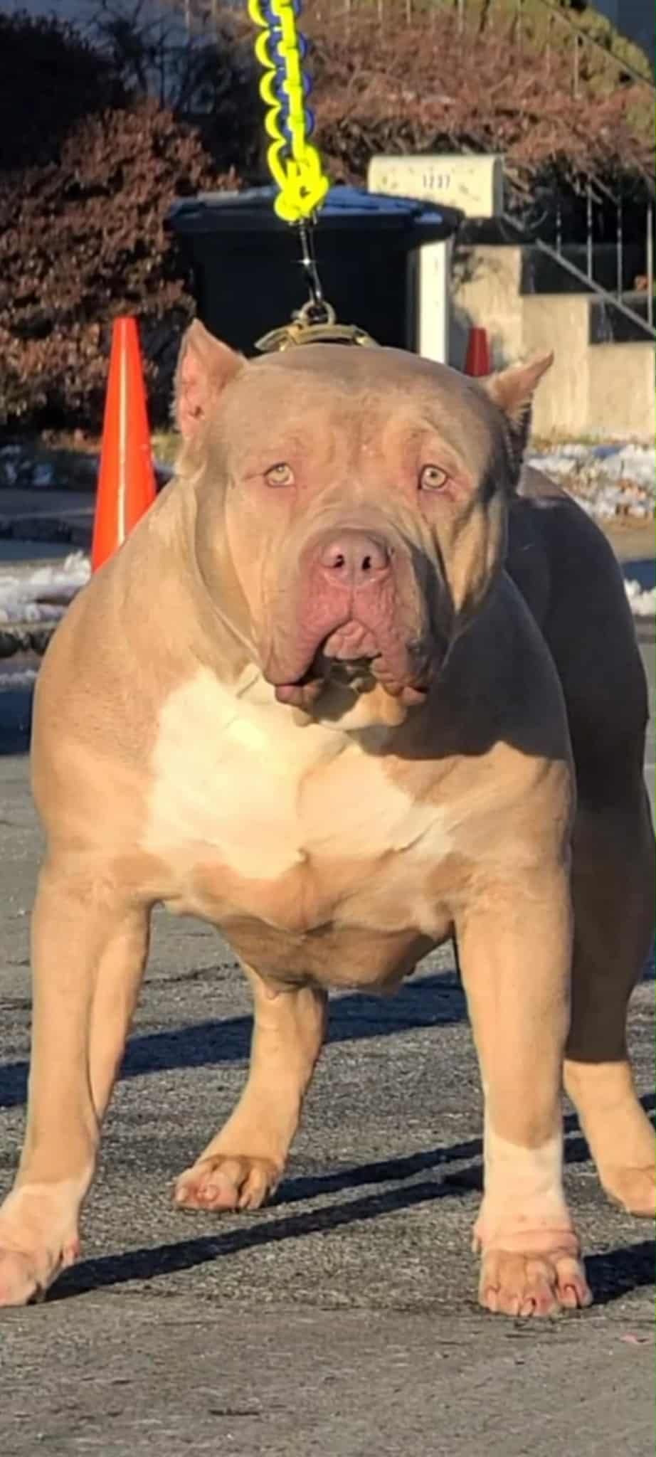 Dog Featured Image