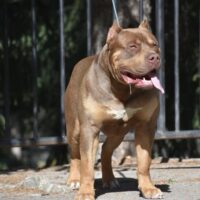 OVK RIOT of High Class Kennels
