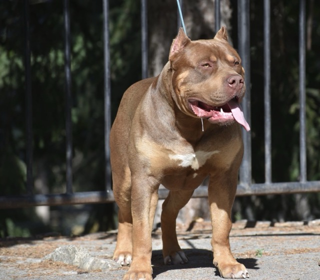 Dog Featured Image