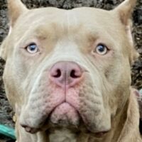 Ayebkennels Goldy